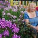 Флокс многолетний выращивание, способы размножения флокса