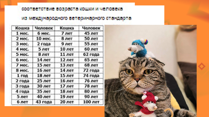таблицу соответствия возраста кошки и человека 